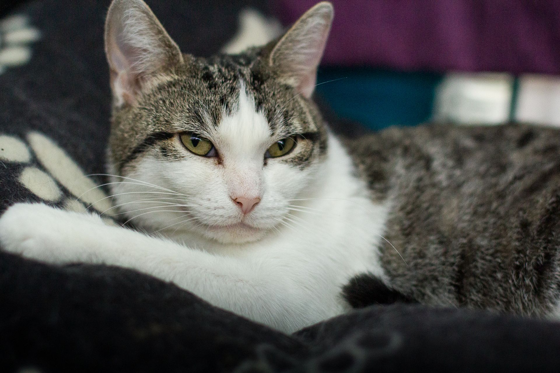 Friends of Felines