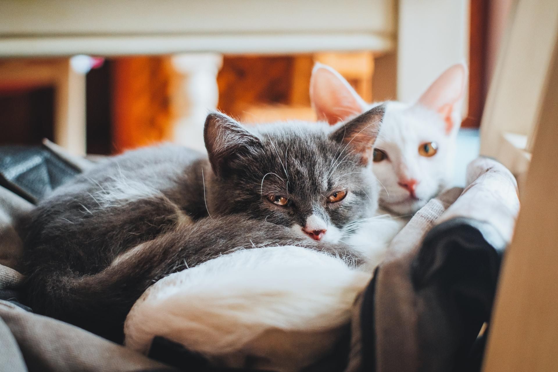 Introducing your cat to others