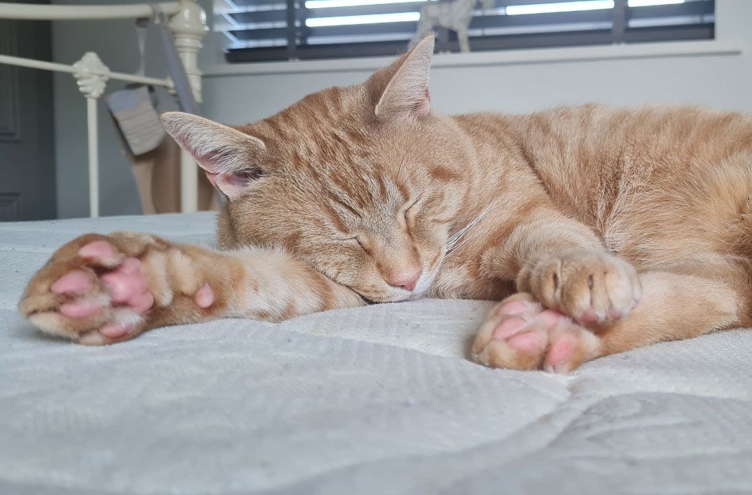 Cat Fostering & Adoption