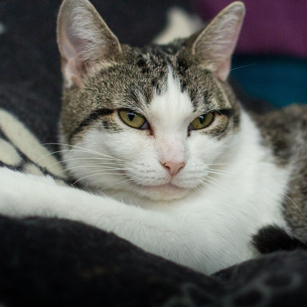 Friends of Felines