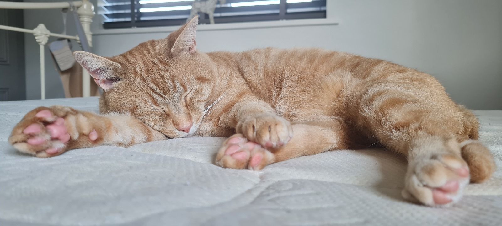 Cat Fostering & Adoption