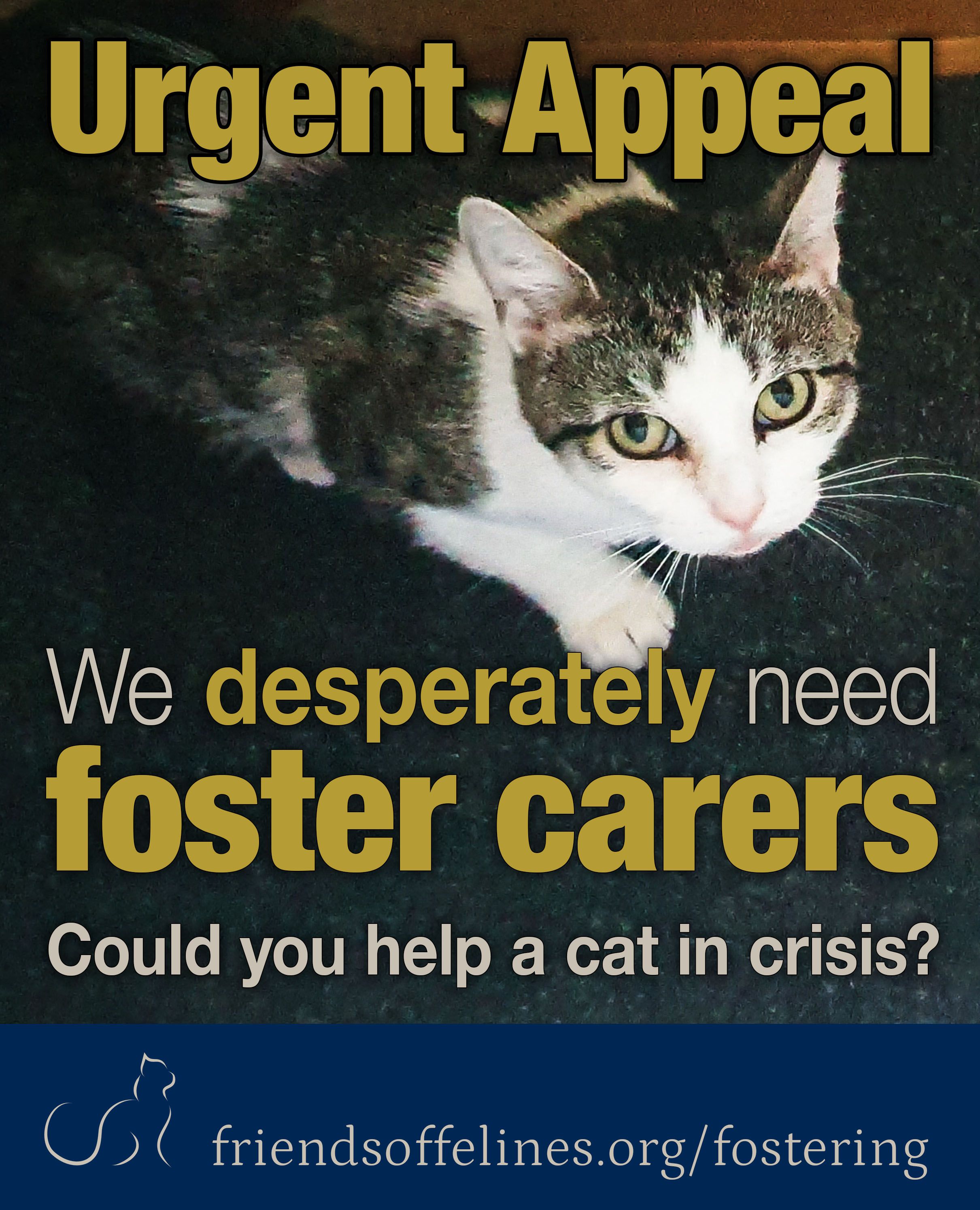 We are desperate for foster carers!